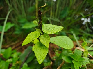 water drops on a green leaf