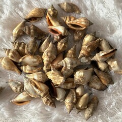 Sea Shells Close-Up for Coastal Decoration