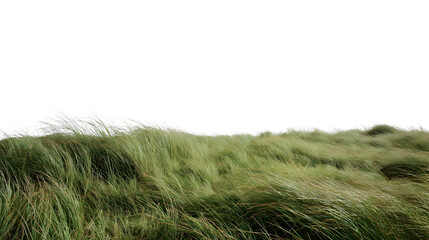  field of long, green grass swaying gently  isolated on white background