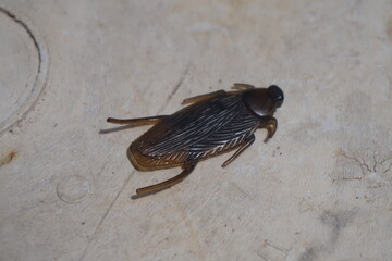 cockroach on the wall