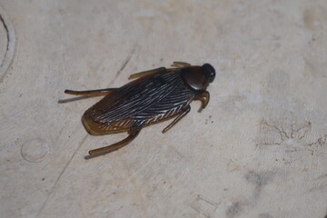 cockroach on the wall