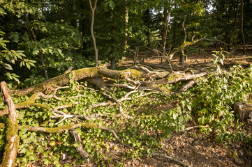 Obraz premium Fallen tree covered with moss and ivy in forest