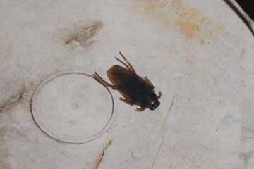 cockroach on a wall