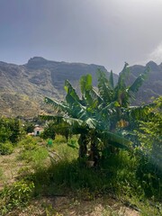 Lush green valley between mountains on the Canary Islands. Scenic landscape with tropical...