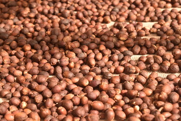 Coffee cherries drying in the sun — sustainable, eco-friendly coffee processing at origin.