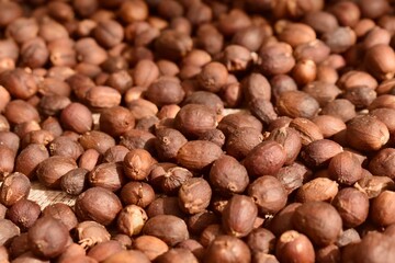 Close-up of sun-dried coffee cherries, hard and brittle, ready for hulling—capturing the final drying stage in natural coffee processing