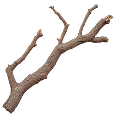 Fototapeta premium Broken Tree Branch Isolated on Black Background,, isolated on a transparent background