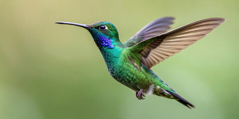 Obraz premium A hummingbird in mid-flight, set against a soft, muted green background. The hummingbird showcasing its iridescent green plumage that shimmers with subtle hints of blue and purple under the light.