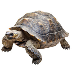 Fototapeta premium Galapagos Tortoise Majestic Reptile Dark Background, isolated on a transparent background