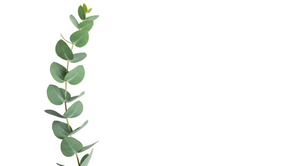 A pristine, vibrant green eucalyptus branch with delicate leaves and natural curve on a transparent studio background with copy space, concept of natural botanical wellness