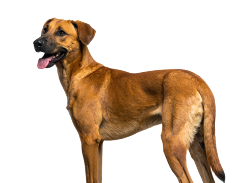 Elegant Tang Dog Standing with Proud Posture, isolated on transparent background.