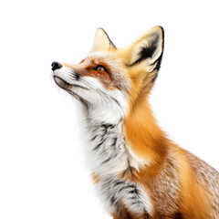 Obraz premium Majestic Red Fox Portrait Looking Upwards Wild Animal Nature, isolated on a transparent background
