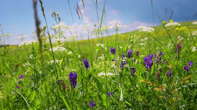 Charming Meadow Filled with Diverse Wildflowers