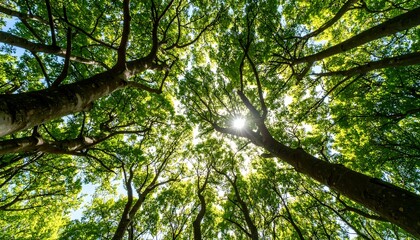 Fototapeta premium Lush trees canopy view