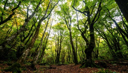 Naklejka premium Lush green forest with tall trees, dappled sunlight, and mossy undergrowth