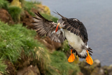 puffin with some fish