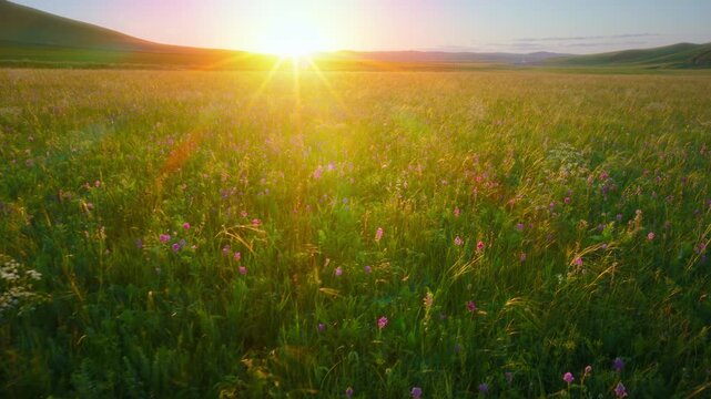 A Beautiful Meadow Under the Setting Sun