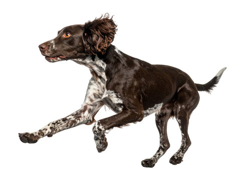 Running Chippiparai in Full Stride, isolated on transparent background.