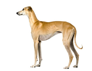 Rampur Greyhound Standing in Full Profile, isolated on transparent background.