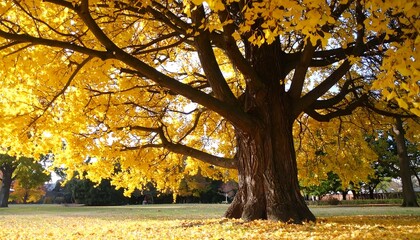 Large tree with vibrant yellow autumn leaves, sunlight illuminating its branches and foliage, scattered leaves on the ground