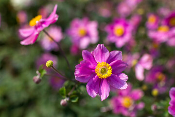 Obraz premium anemone flowers in the garden