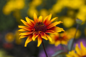 rudbeckia flowers in the garden - soft focus