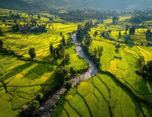 Aerial View Sunlit Terraced Rice