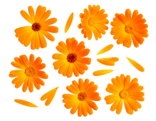 Scattered Calendula Flowers in Random Arrangement, Isolated on Transparent Background