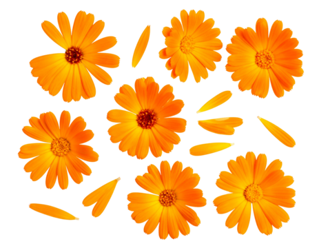 Scattered Calendula Flowers in Random Arrangement, Isolated on Transparent Background - Powered by Adobe
