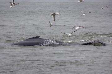 humpback whale with seagulls