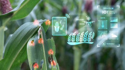 Corn leaf damaged by pests detected by smart farming IoT technology and drone, concept of precision...