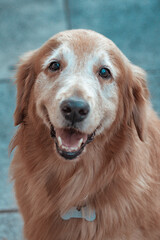 Fototapeta premium golden retriever portrait