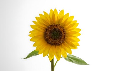 Fototapeta premium Radiant Sunflower Bloom on White