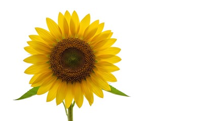 Obraz premium Radiant Sunflower Blossom: A Golden Summer Bloom