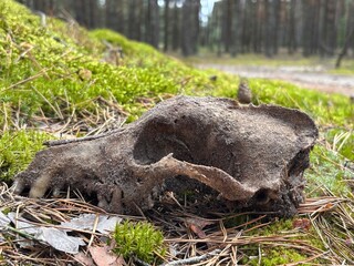 Discovering a Weathered Animal Skull Resting on the Forest Floor During a Tranquil Nature Walk in the Woods