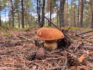 Mushroom Growing in a Serene Forest Setting With Pine Needles and Cones During Daylight