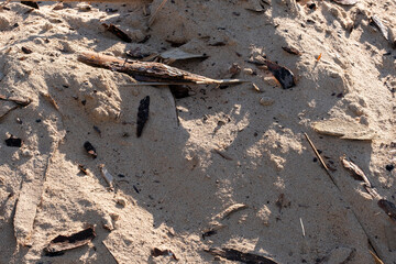 Background consists pile small wooden sawdust.