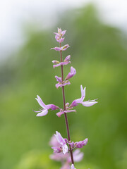愛らしいピンクのオキムム ラビアツム