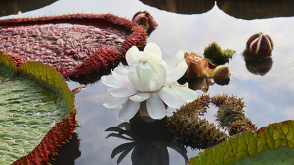 A blooming White Victoria amazonica