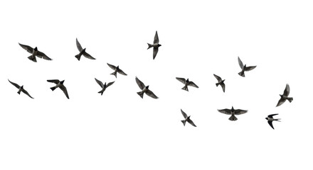 Photorealistic diverse birds in graceful mid-flight, wings outstretched, low-angle against transparent, soft studio light, crisp outlines, concept of collective achievement and innovation.