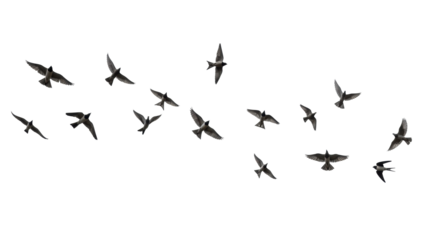 Photorealistic diverse birds in graceful mid-flight, wings outstretched, low-angle against transparent, soft studio light, crisp outlines, concept of collective achievement and innovation.