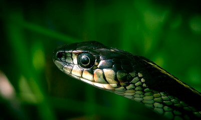 Fototapeta premium Close-up of a snake’s head with shiny scales and sharp details, set against a blurred green background in nature, perfect for wildlife and reptile photography themes.