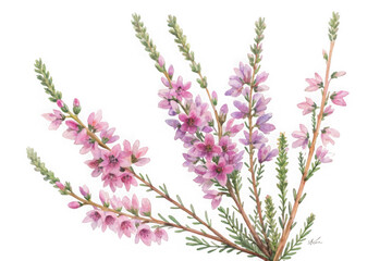 Obraz premium Delicate pink heather blossoms on thin stems isolated on transparent background