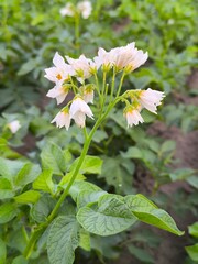 White potato flowers on the background of green foliage, field with potatoes