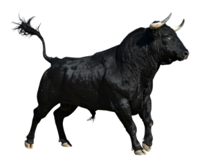 Side View of Black Bull Snorting, Tail Raised, Isolated on Transparent Background