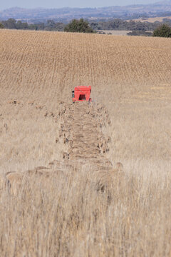 Ute with feed spreader driving through dry grassland with flock of sheep running after it.