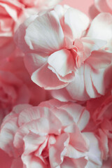 Background of pink carnation flowers.