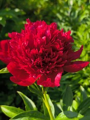 A bright red peony flower bloomed in the garden in the springtime