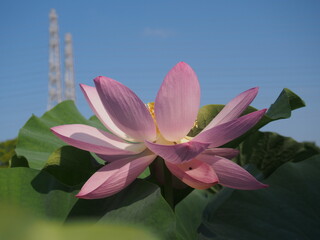夏空に咲く蓮の花