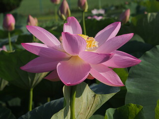 鮮やかに咲くピンクの蓮